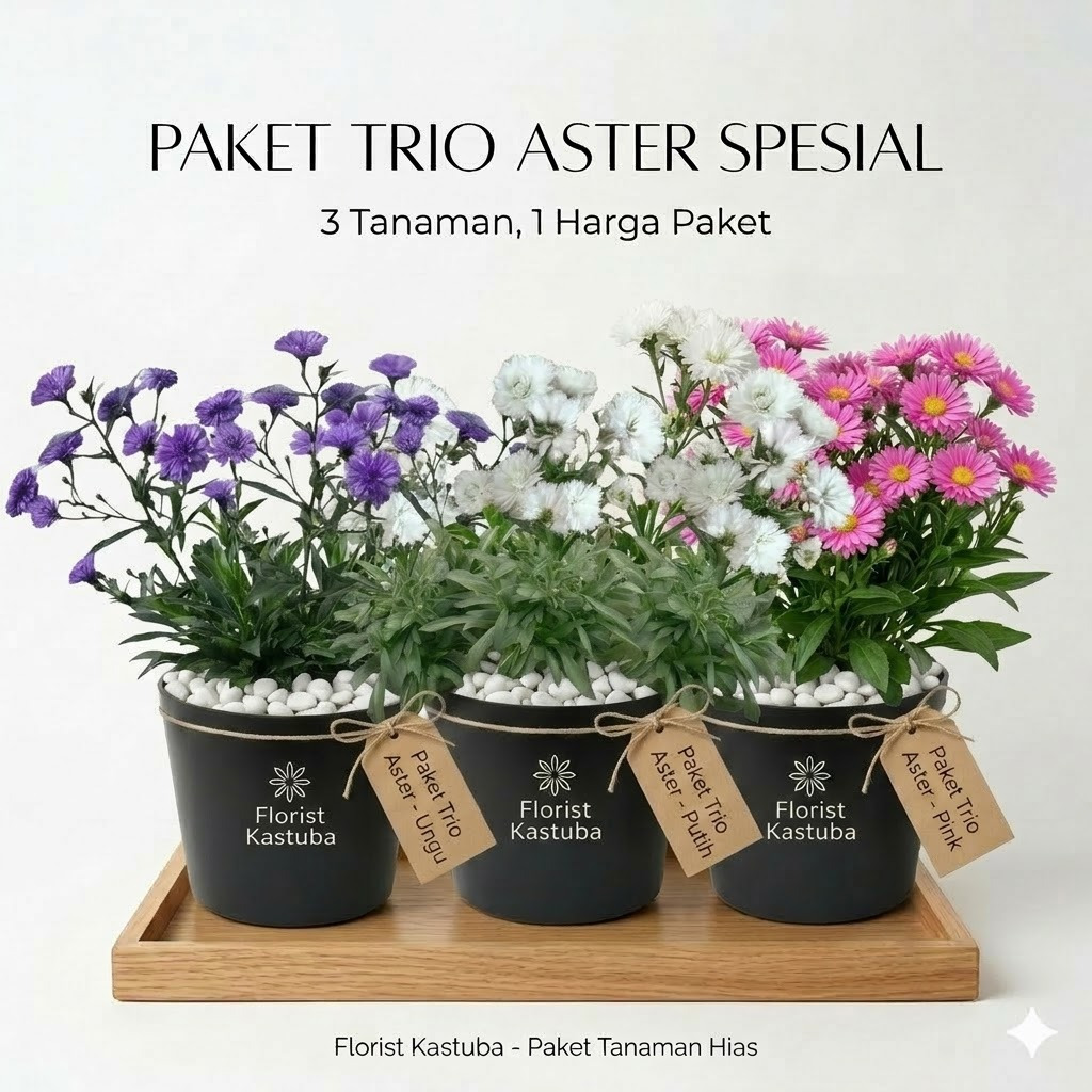 Paket Trio Tanaman Hias Bunga Aster Hidup Spesial 3 Warna - Florist Kastuba