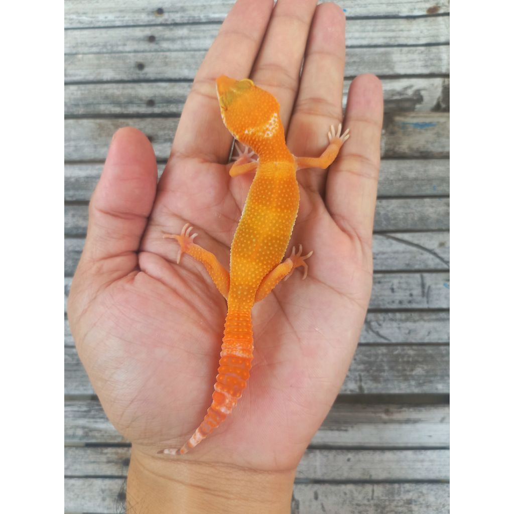 MAINAN GECKO SUNGLOW JUVENILE SESUAI FOTO