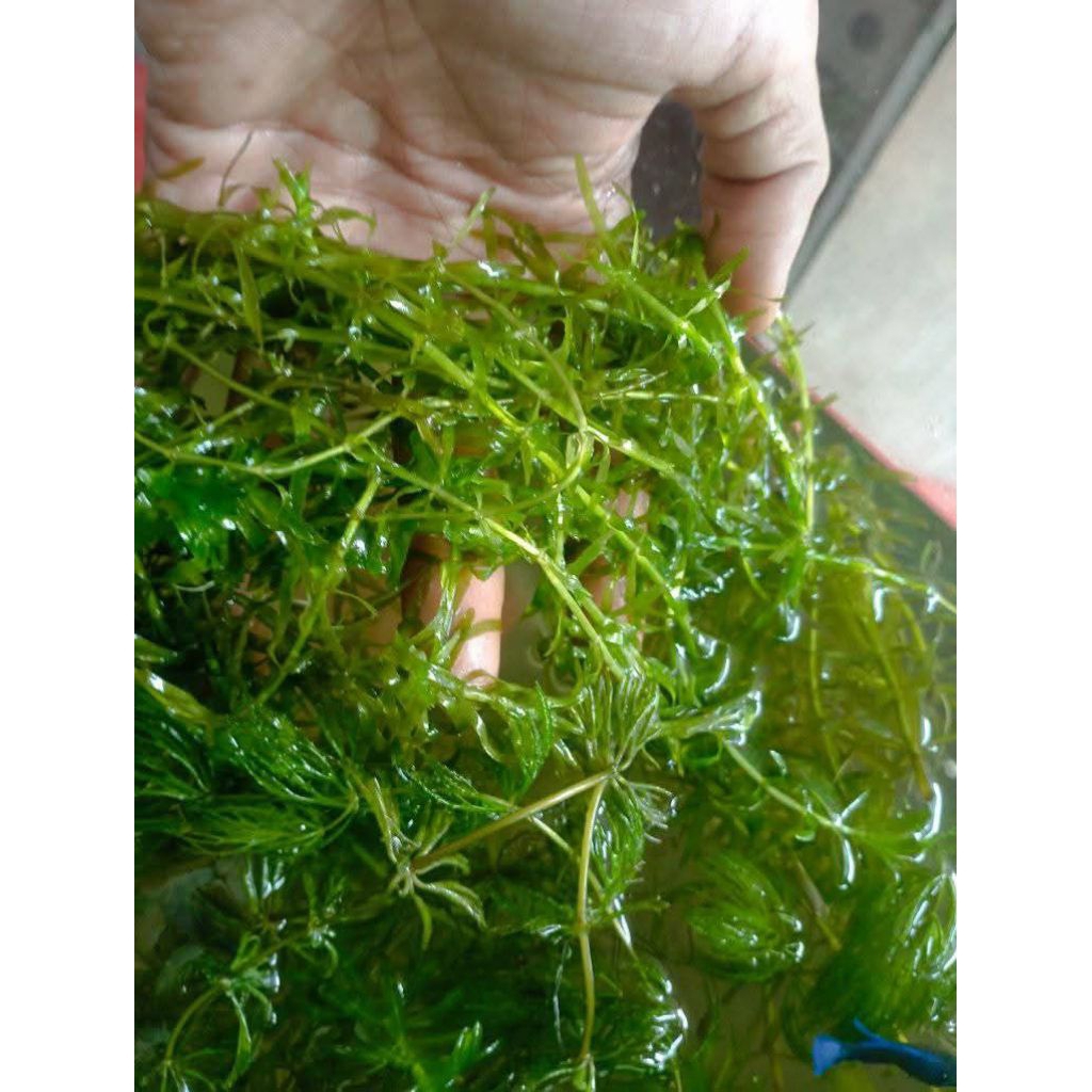 tanaman air ekor tupai