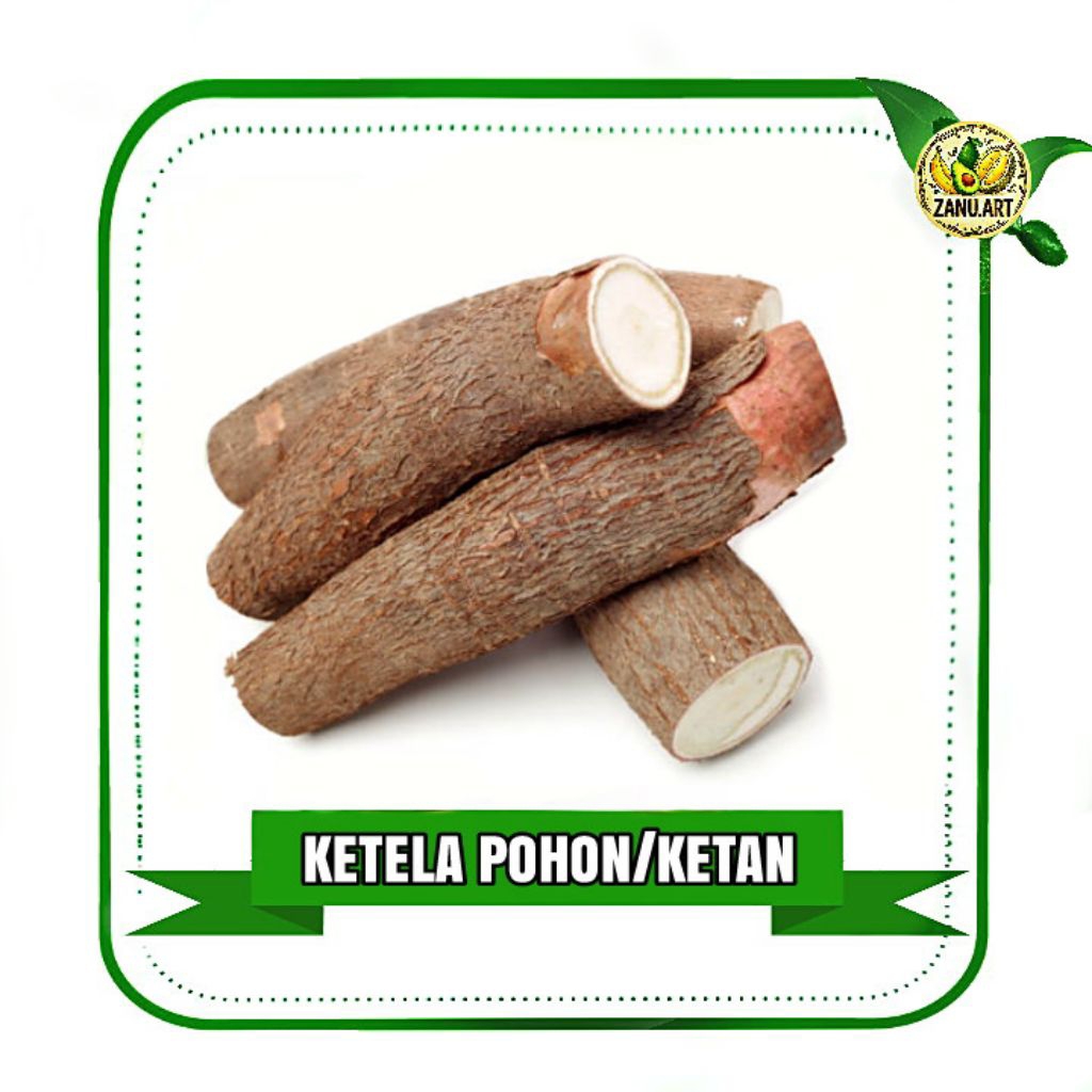 2 Kg KETELA POHON / SINGKONG KETAN PILIHAN