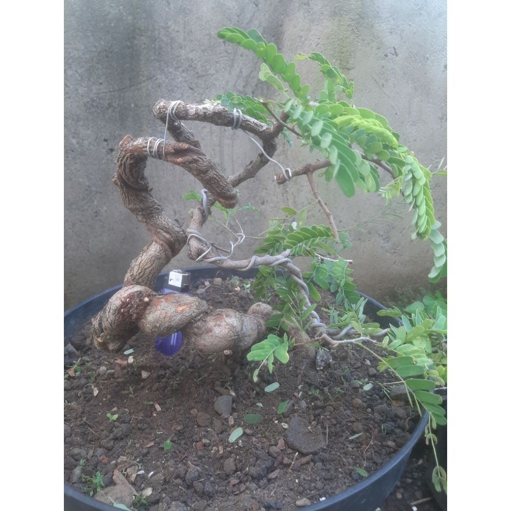 Bonsai Bahan Asem Jawa Meliuk Extrem Expresionis Real Pict