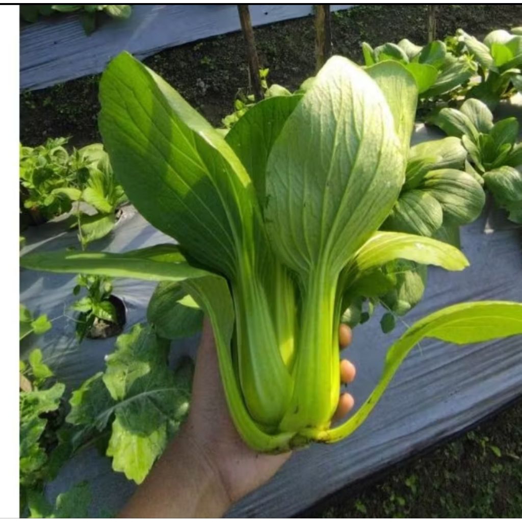 Benih bibit sawi PAKCOY sawi daging sawi sendok sawi unggul kurleb 1000benih