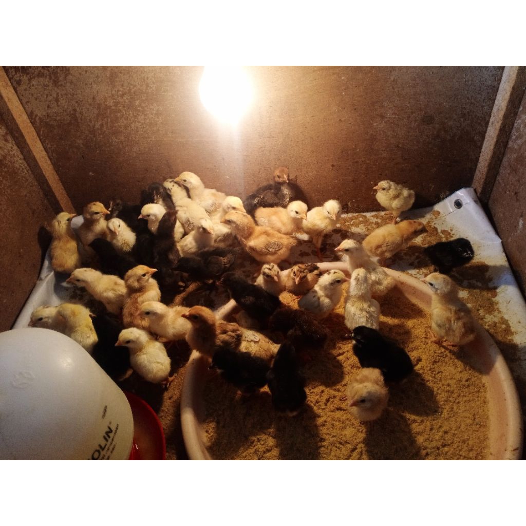 DOC Ayam KUB sudah Vaksin