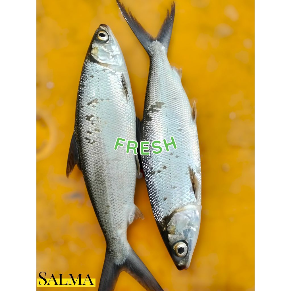 ikan bandeng segar ikan bandeng cabut duri kualitas premium ikan bandeng jumbo utuh 1 ekor 3kg super