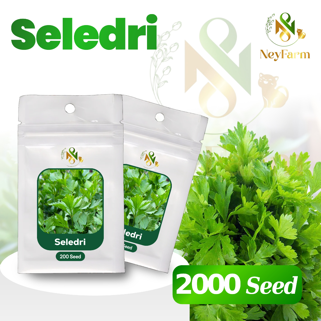 200 Benih Seledri Amigo Hidroponik Unggul