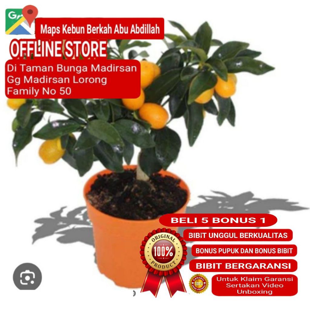 Bibit Jeruk Kimkit Nagami Sudah Berbuah