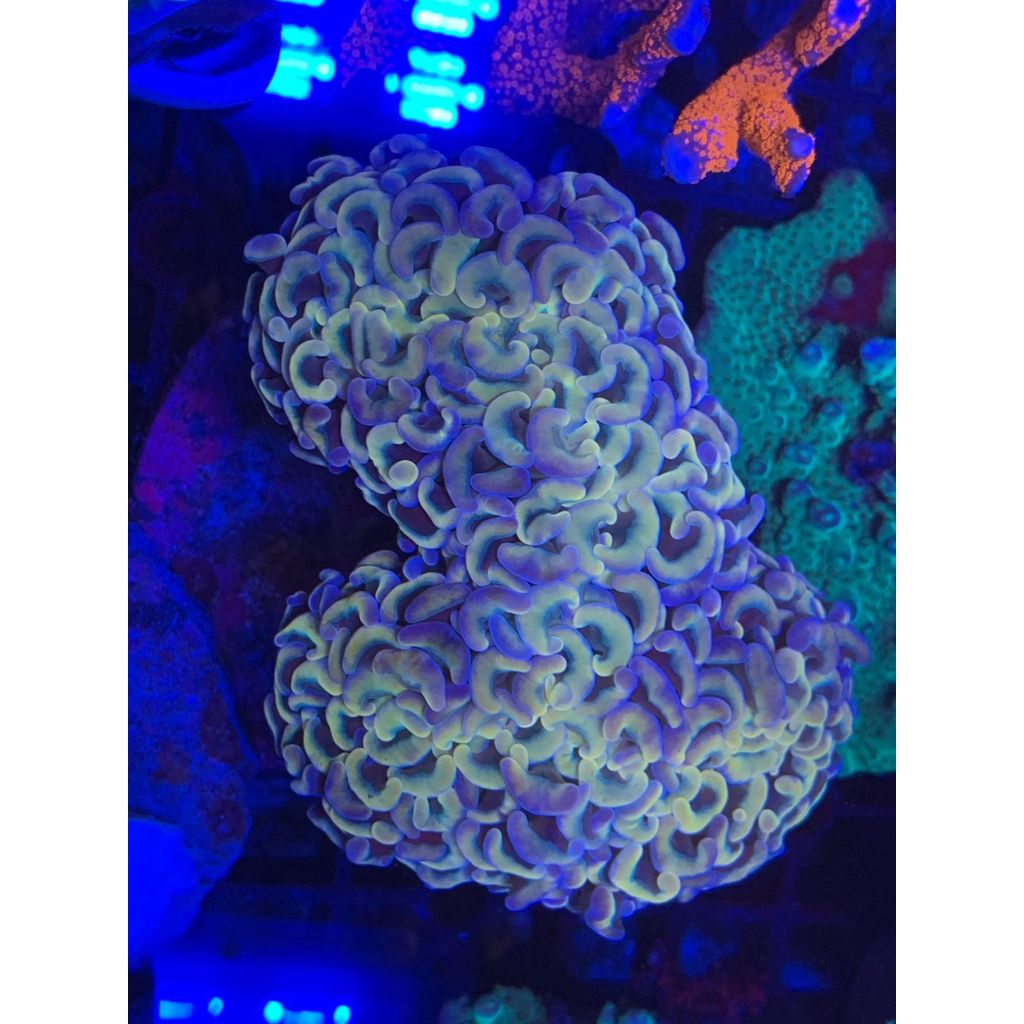 Koral / Coral Siwalan Kuning Ungu Hologram