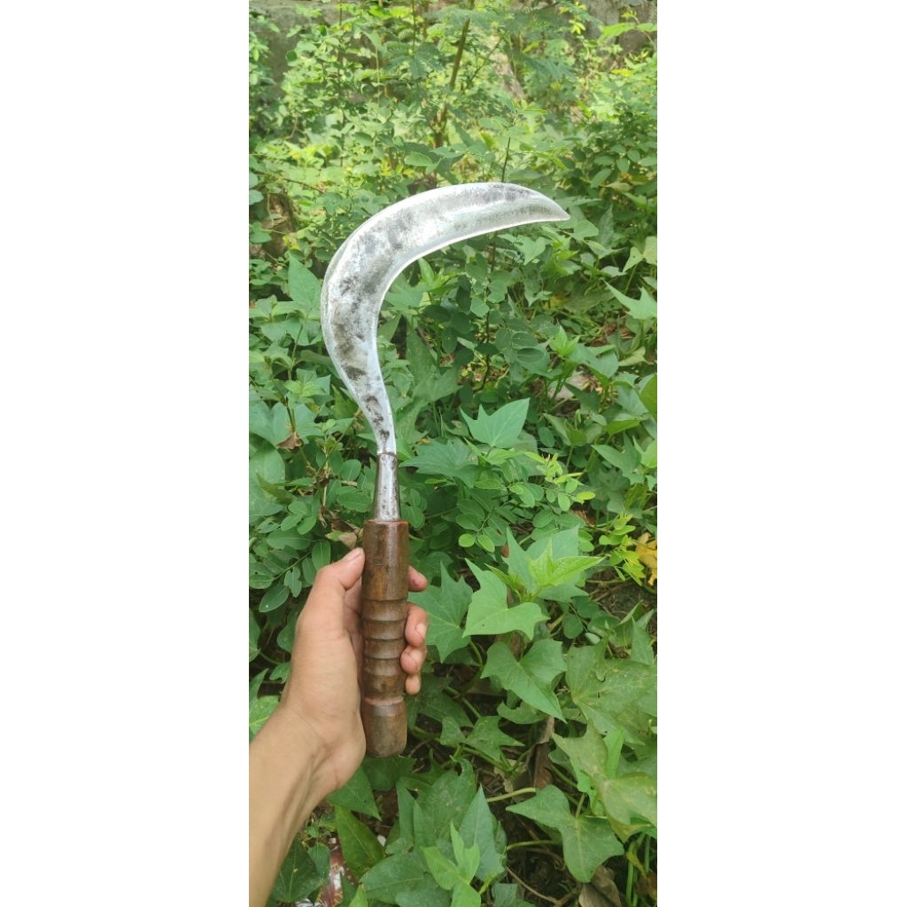 sabit khusus rumput, sabit baja, sabit rumput, sabit tajam