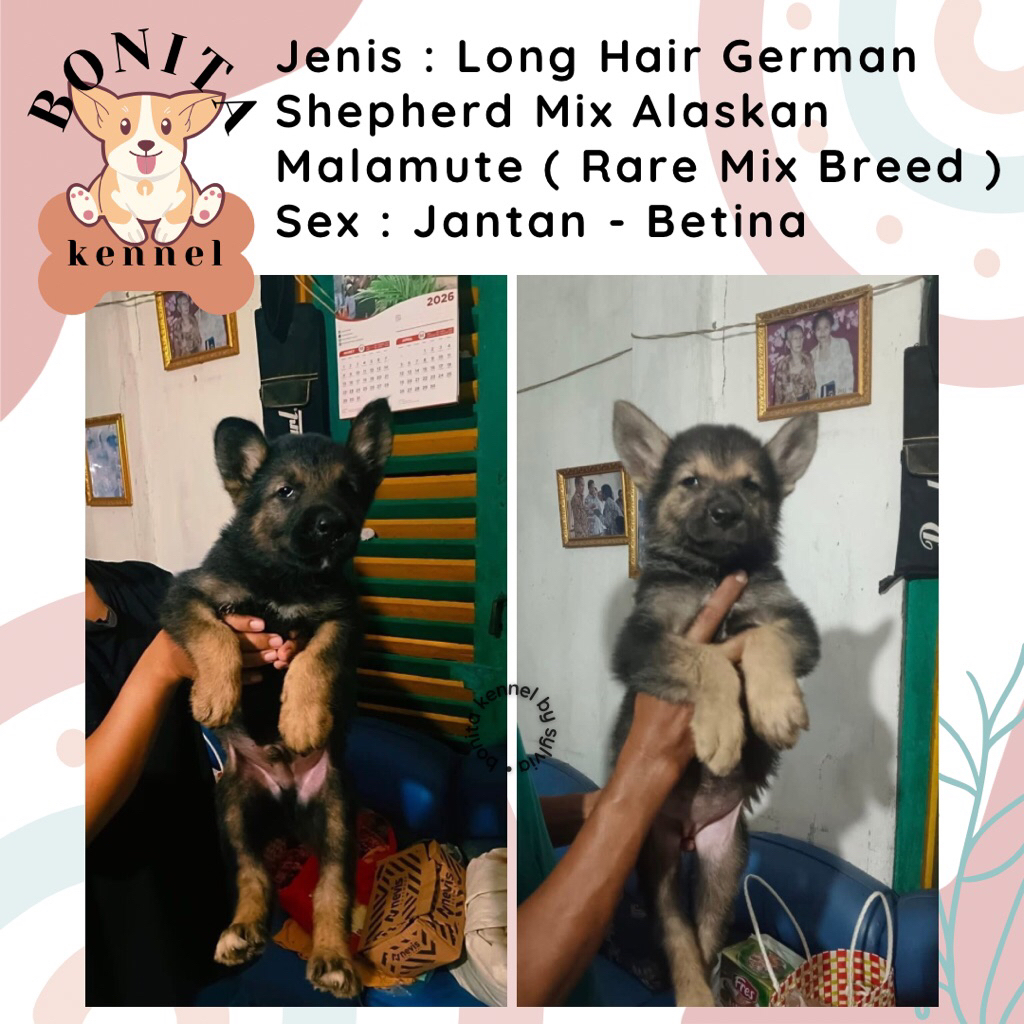 German Shepherd Mix Alaskan Malamute Anjing Herder Malamute Jantan Betina