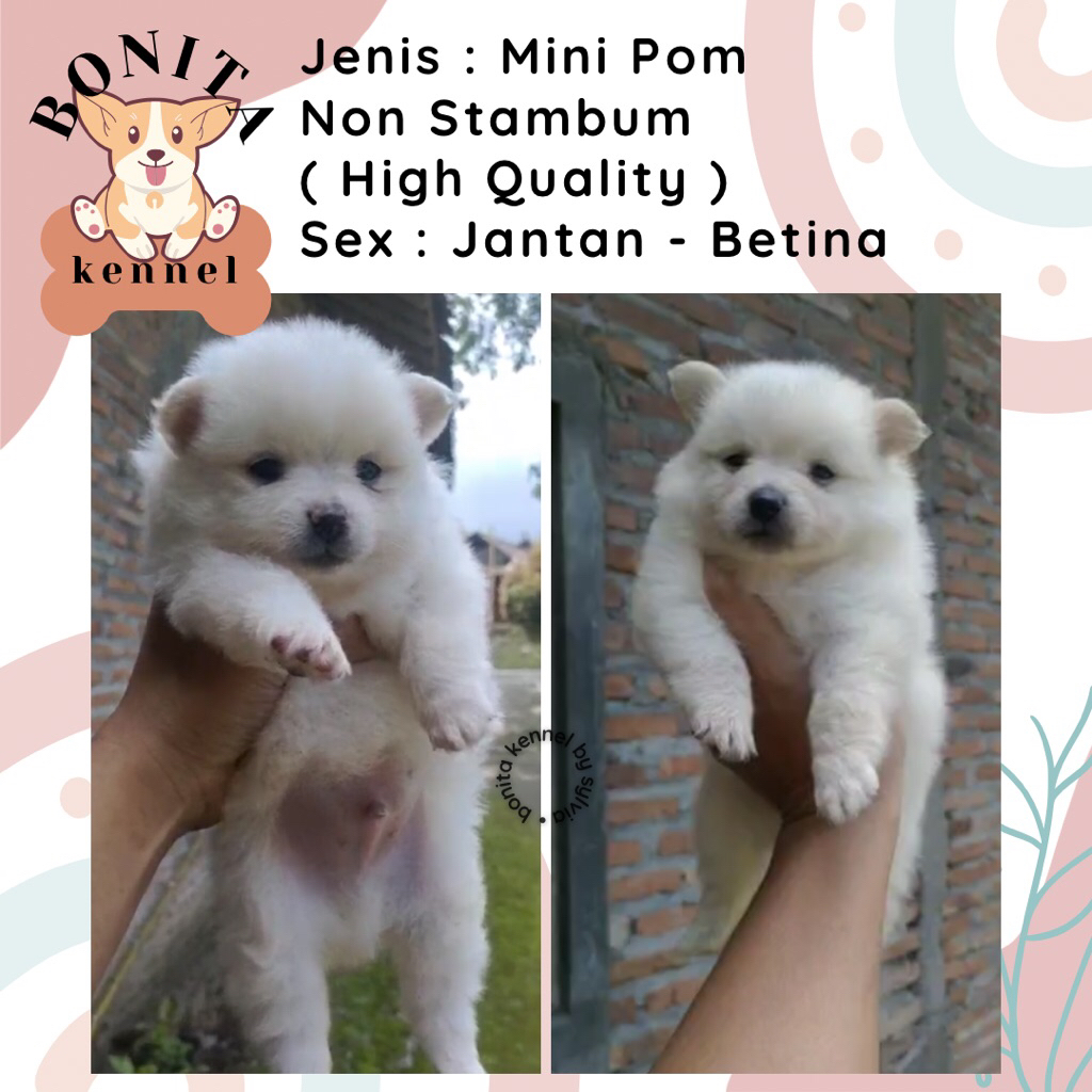Mini Pom Non Stambum Jantan Betina Anak Anjing Minipom Pomeranian