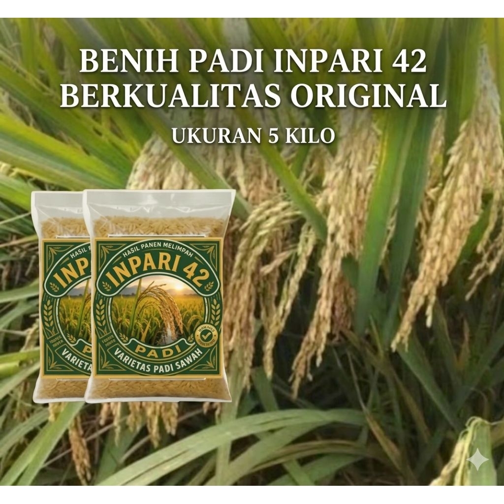 BENIH PADI INPARI 42 BERKUALITAS PREMIUM DAN ORIGINAL