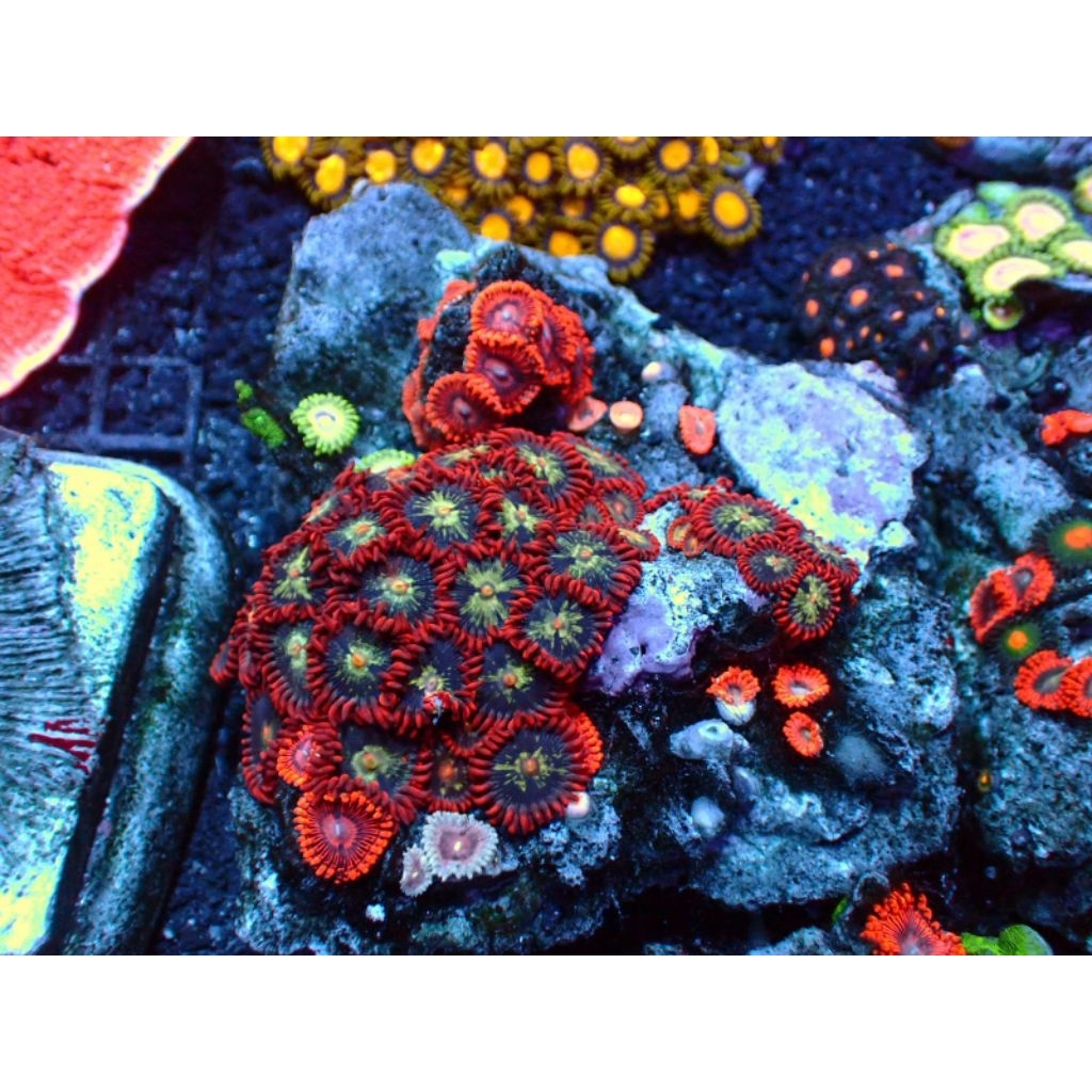 Zoa mix koloni hiasan aquarium laut