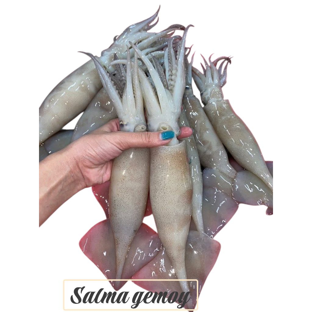 cumi tube cumi kondom segar cumi karang 100gram