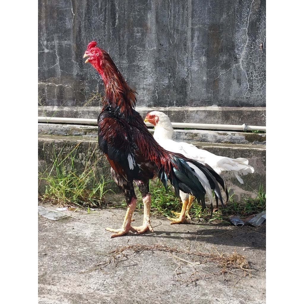 Telur Ayam Shamo Eropa