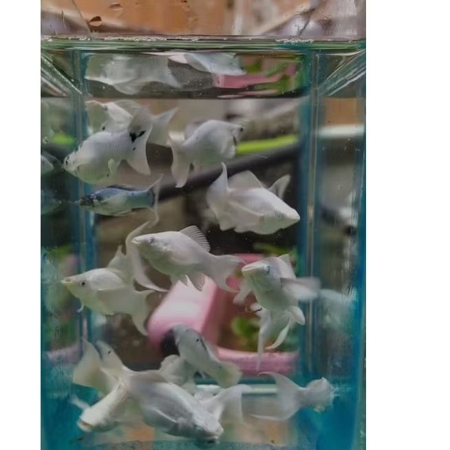 ikan molly platinum lyretail/ekor Cawang longbody blue eye/mata biru size induk original 100%