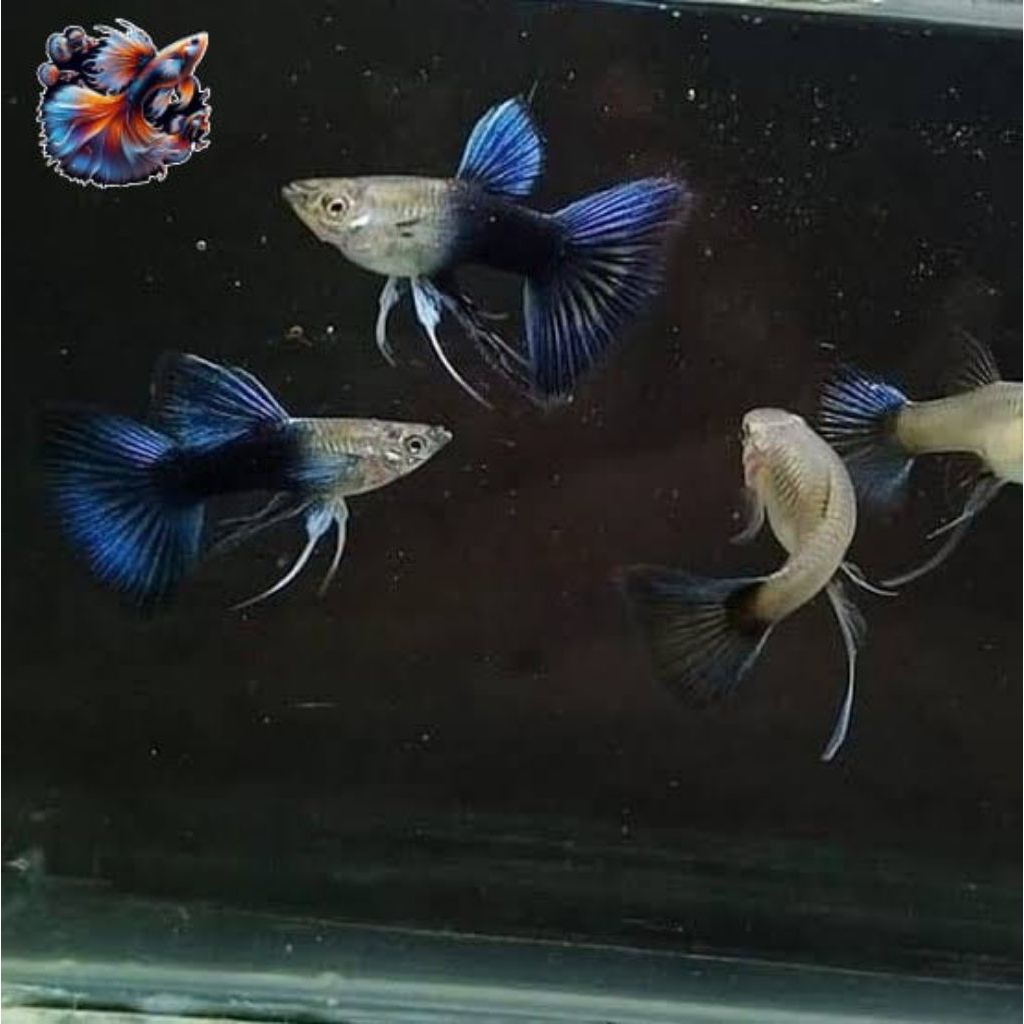 HIASAN AQUARIUM BURAYAK GUPPY HB BLUE RIBBON ISI 5