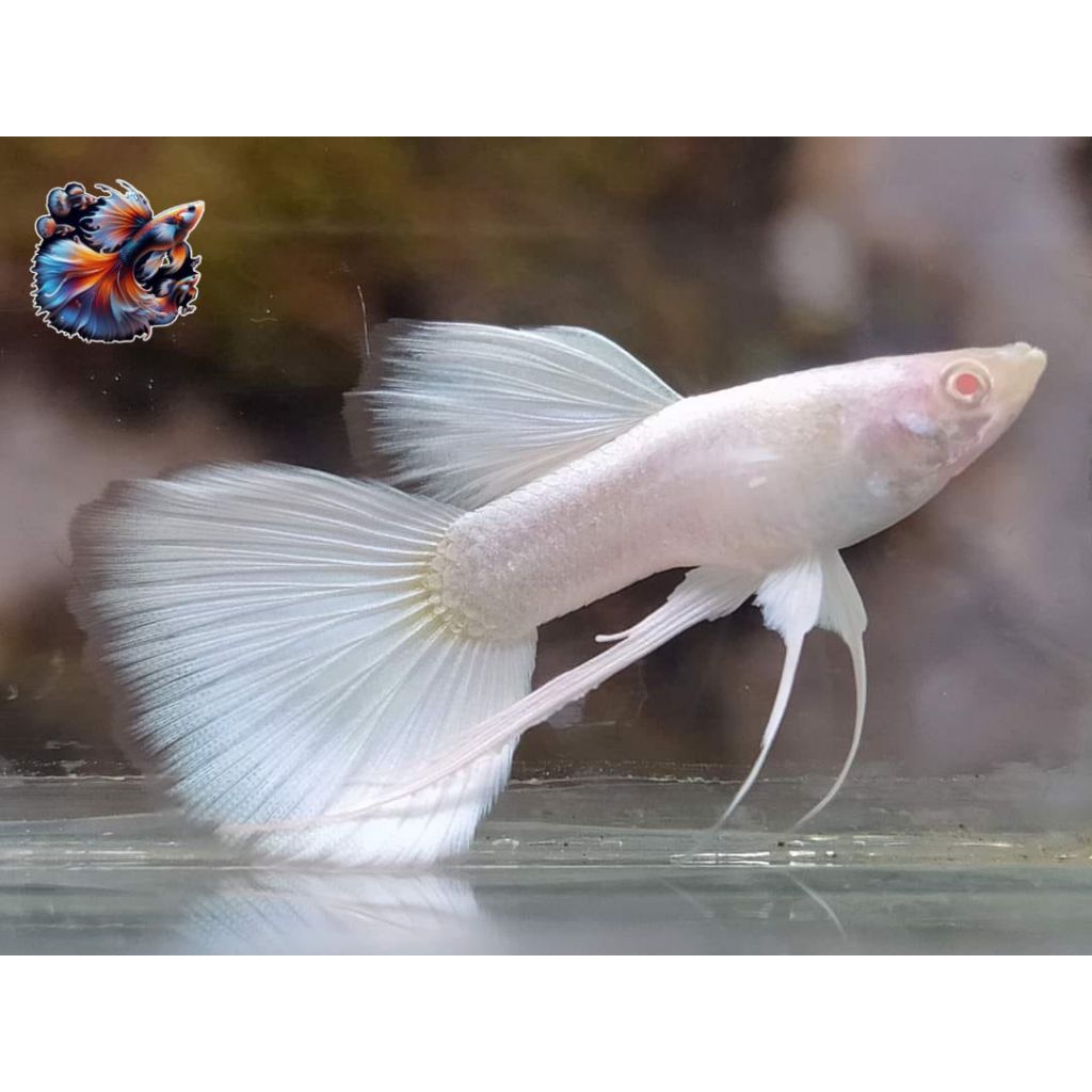 HIASAN AQUARIUM BURAYAK GUPPY (AFP RIBBON) ALBINO FULL PLATINUM RIBBON ISI 5