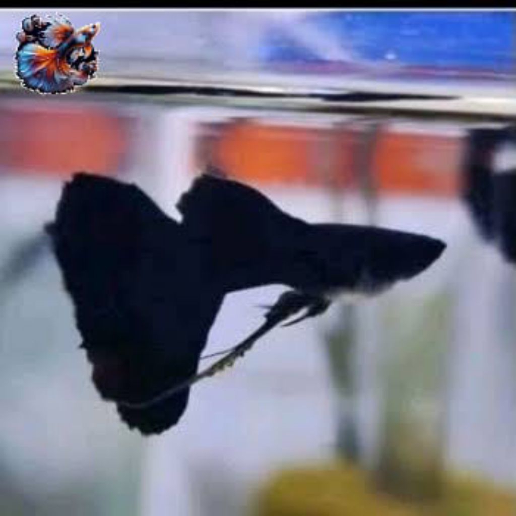 HIASAN AQUARIUM GUPPY BLACK MOSCOW RIBBON ISI 5
