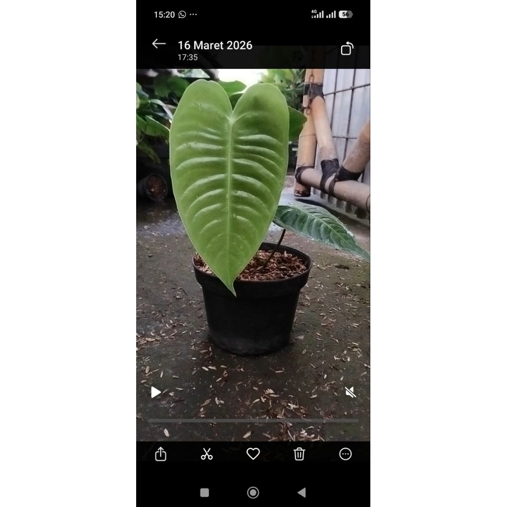 anthurium veitchii king ori link co