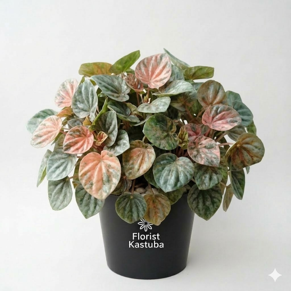 Tanaman Hias Peperomia Pink Lady  - Peperomia Caperata Variegata - Florist Kastuba
