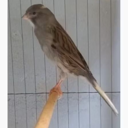 F1 Rasmi starblue janggut putih