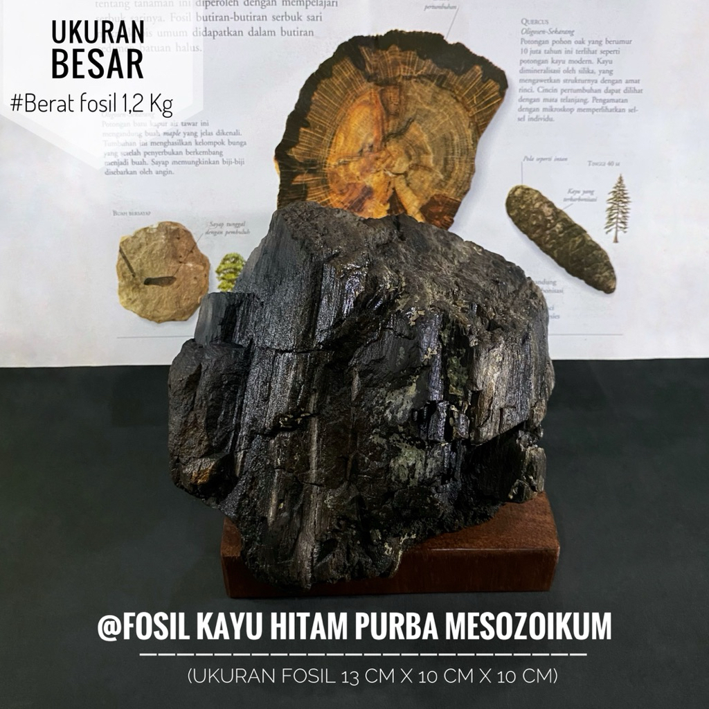Fosil Kayu Hitam Purba Mesozoikum C43 atau Fosil Kayu Eboni atau Fosil Petrified wood atau Fossil Tu