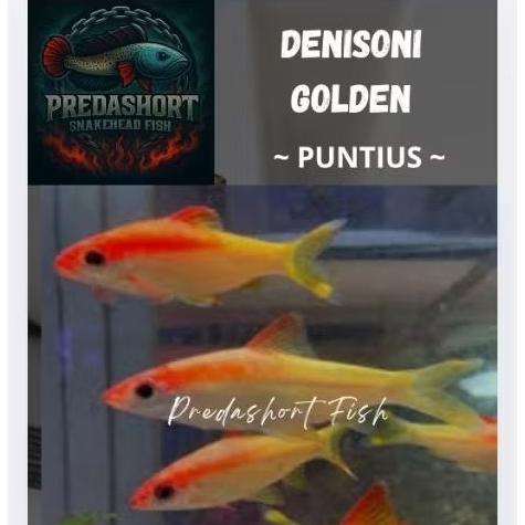 koleksi Puntius Denisoni Golden berkualitas bergaransi