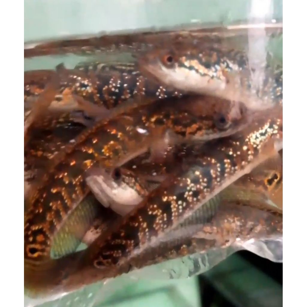 CANA ASIATIKA KALI MAYA PILIHAN