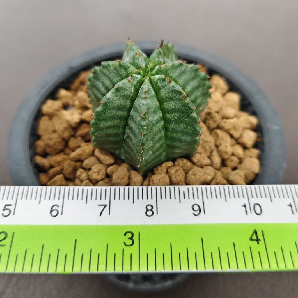 Tanaman Euphorbia horrida zebra dari Jepang