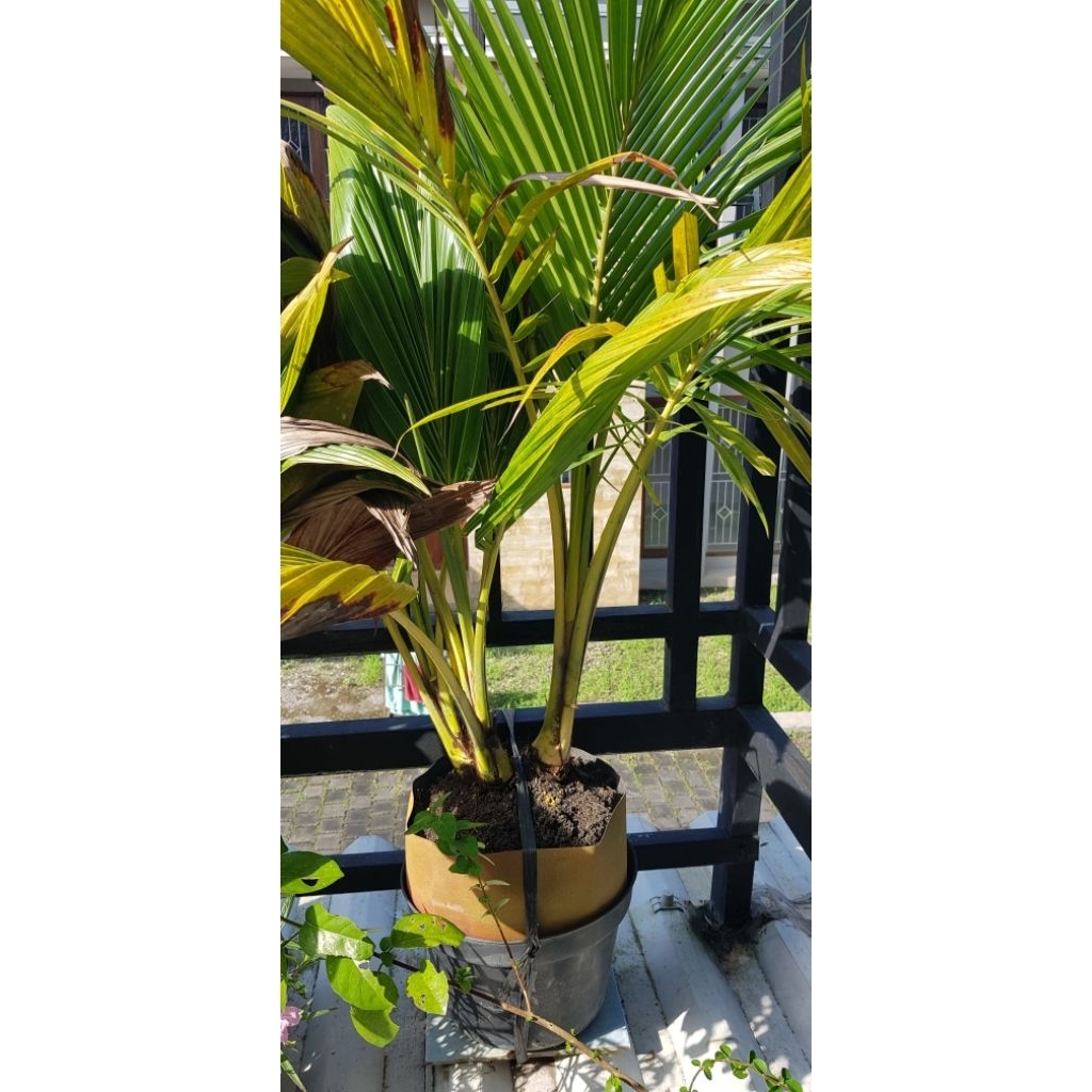 bahan bonsai kelapa cabang 3