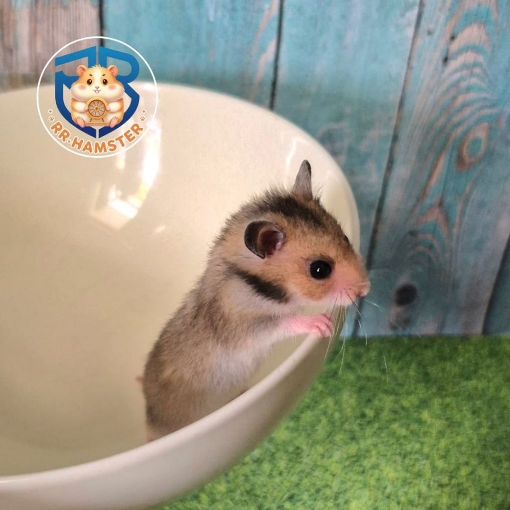 Hamster Syrian Golden Jinak Bonding Kualitas Terbaik