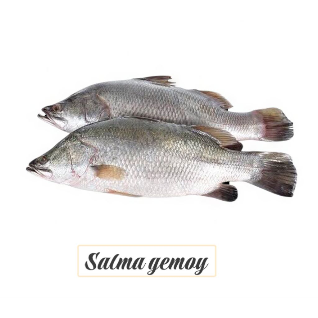 ikan kakap baramundi ikan kakap putih segar ikan laut