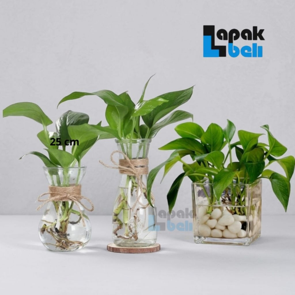 Vas Bunga Kaca / Vas Bunga Karaf / Vas Bunga Kaca Kotak Persegi Vas Bunga Tinggi / Pot Tanaman Artif