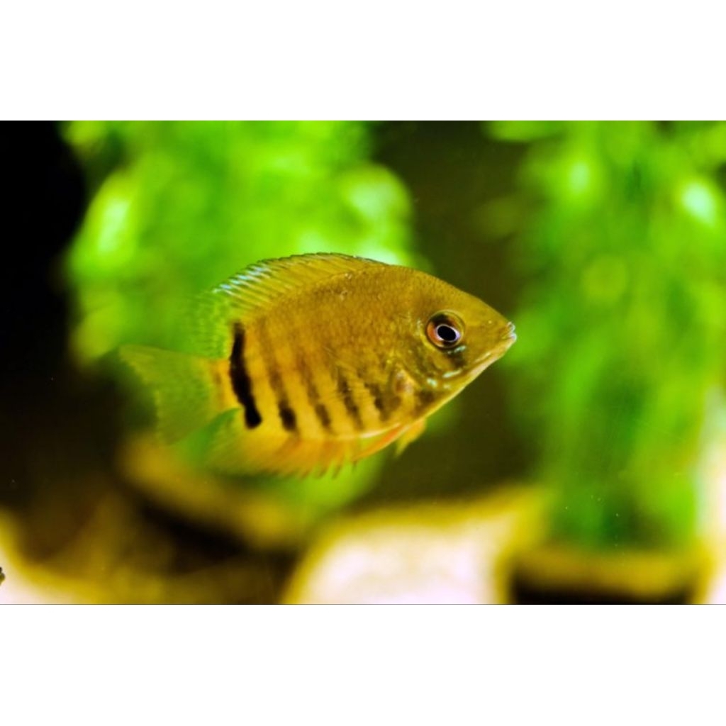 Green Severum 3cm - Ikan Hias Aquascape