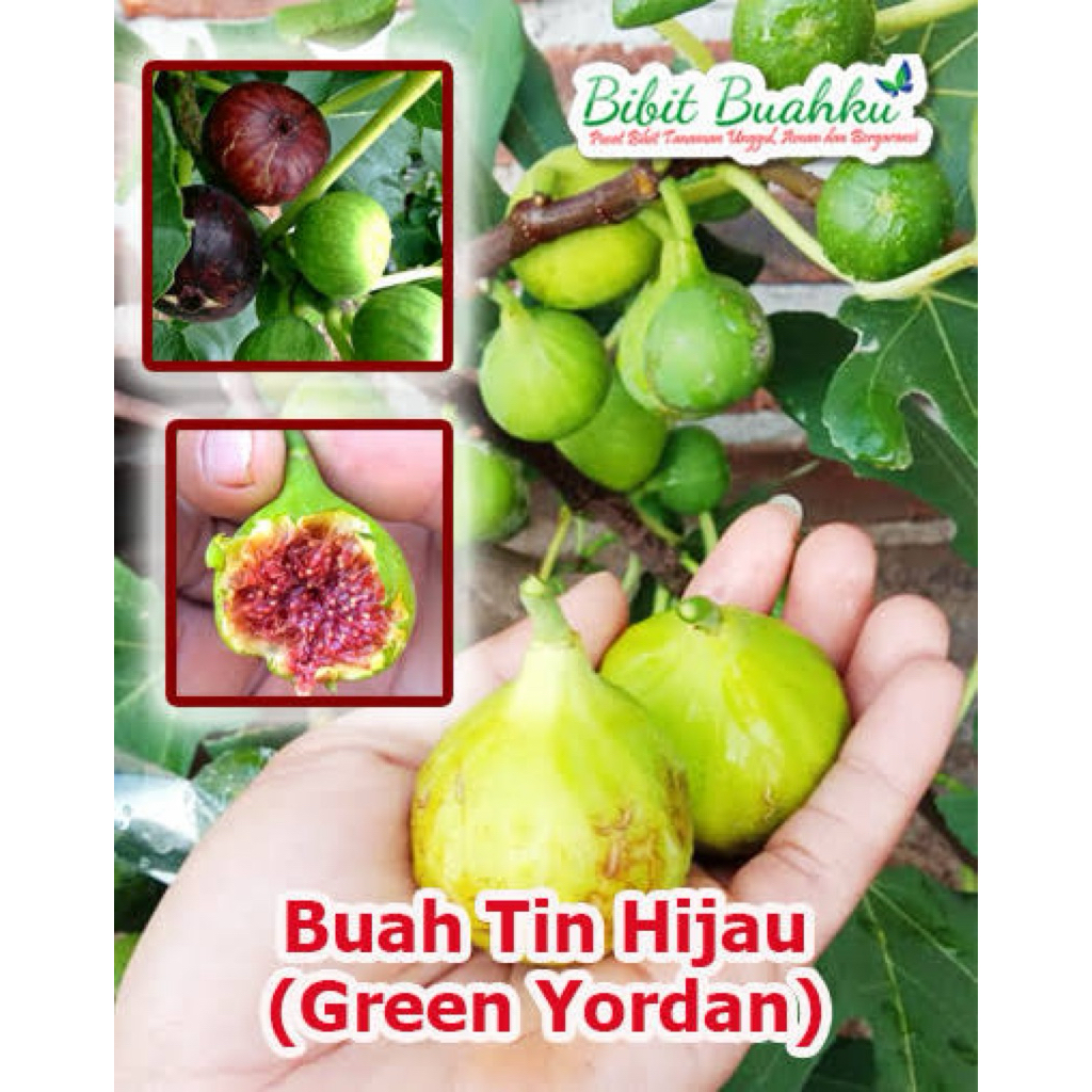 buah tin cangkok cepat berbuah