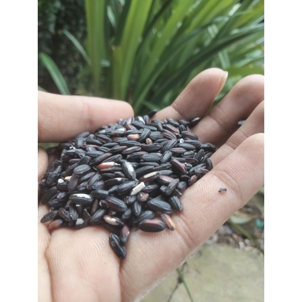 KETAN HITAM 1KG BERAS KETAN HITAM