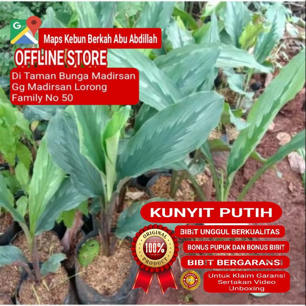Bibit Kunyit Putih Tanaman Herbal Kaya Manfaat