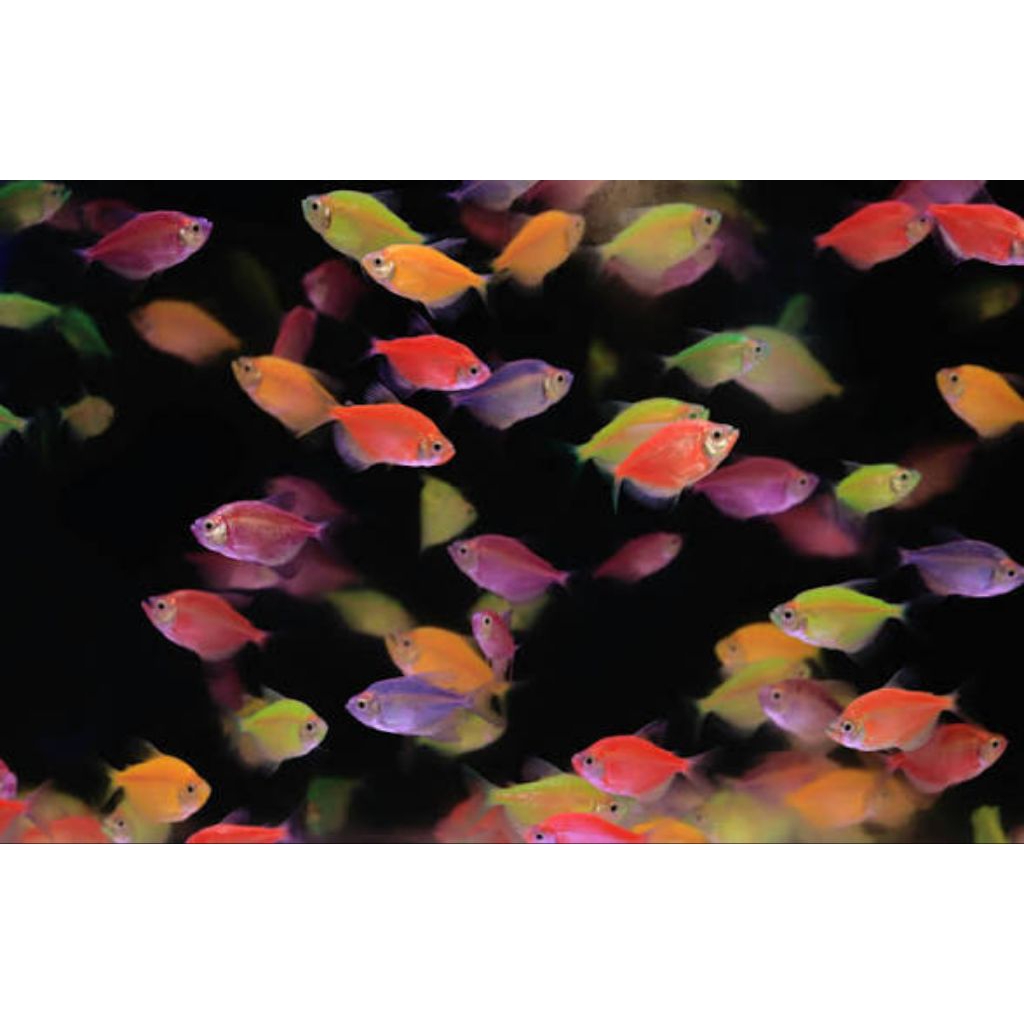 ikan hias aquarium Glow Fish warna warni