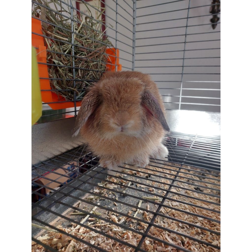 kelinci holland lop anakan orange jantan