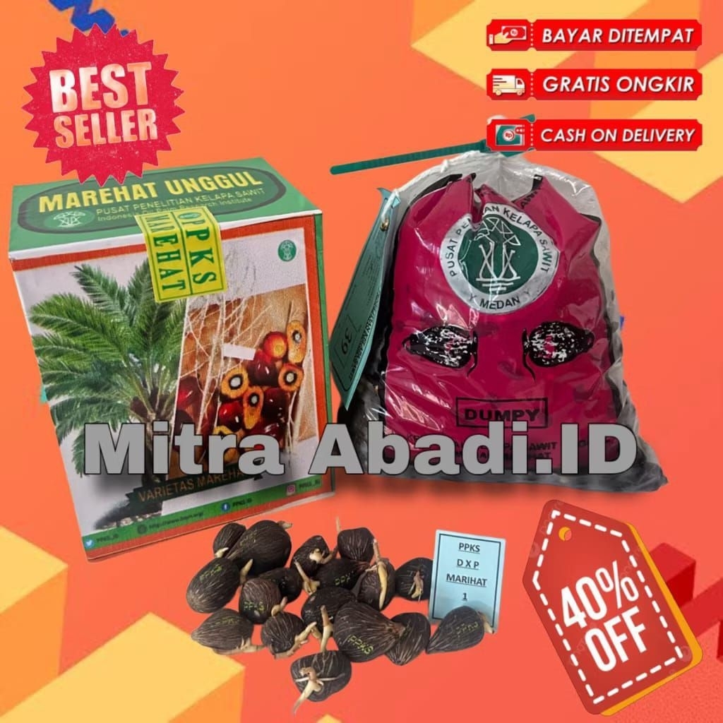 bibit kecambah kelapa sawit unggul ppks Marehat Dumpy isi 250 butir