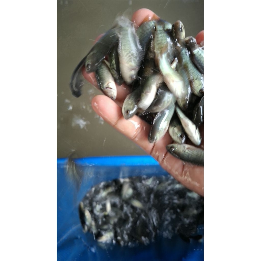 Bibit ikan betok/papuyu super thailand cepat besar pe-ekor