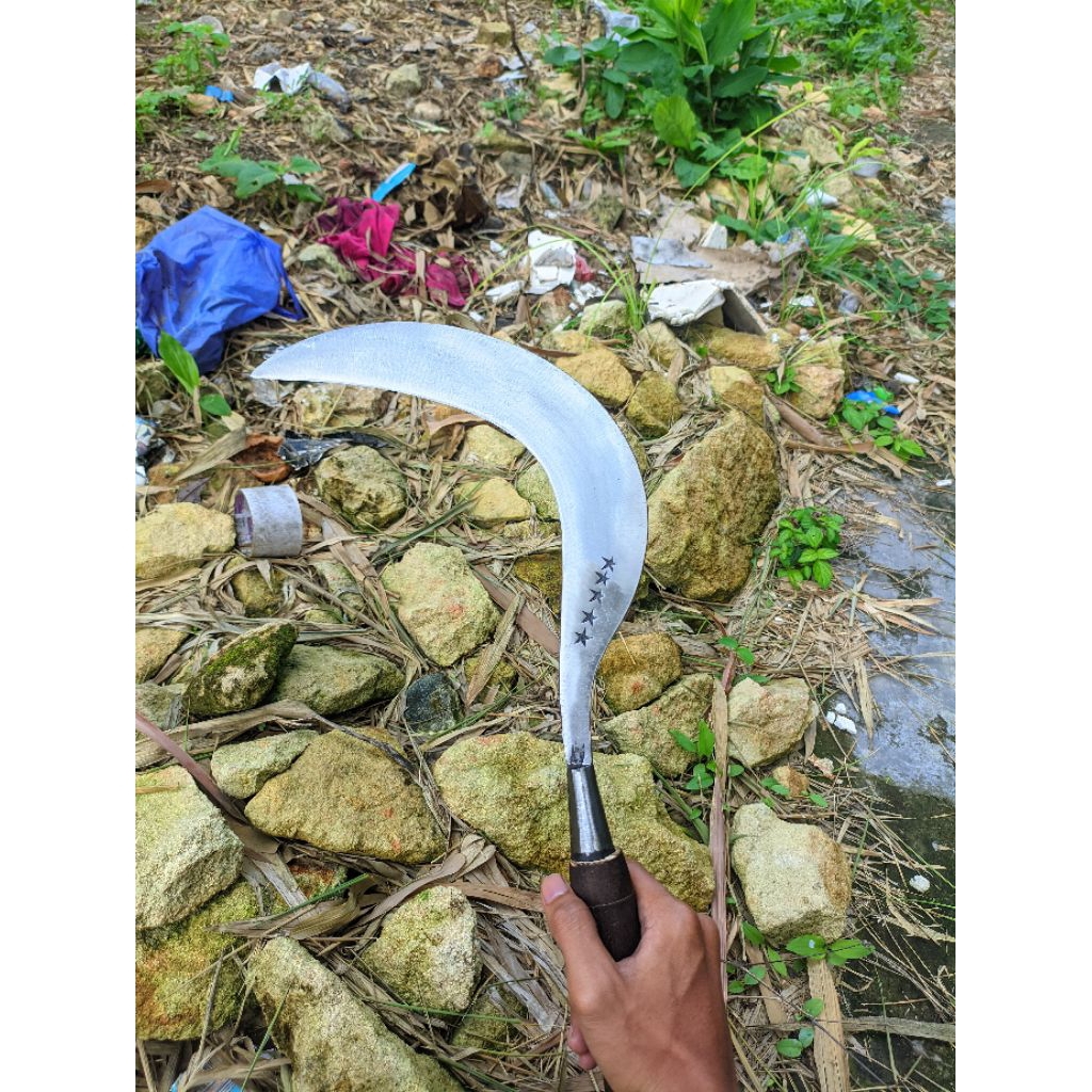 arit rumput sabit padi arit ranting alat pertanian asli madura bahan baja