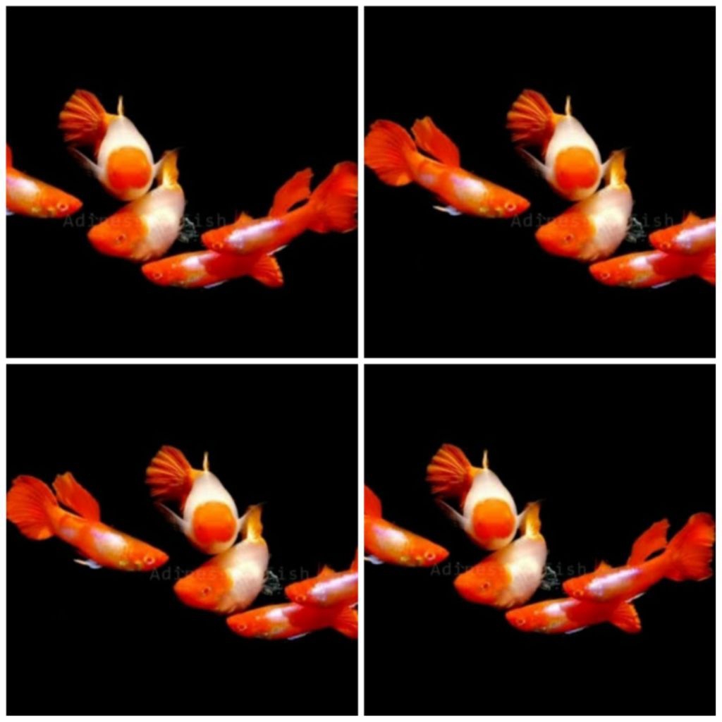 guppy platinum koi indukan