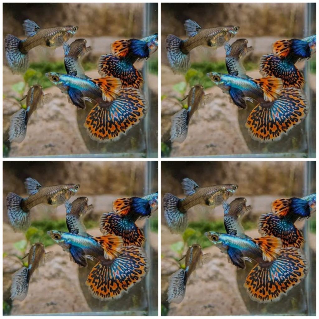 GUPPY PLATINUM RED MOZAIK blue ear/ prmbe indukan siap kawin