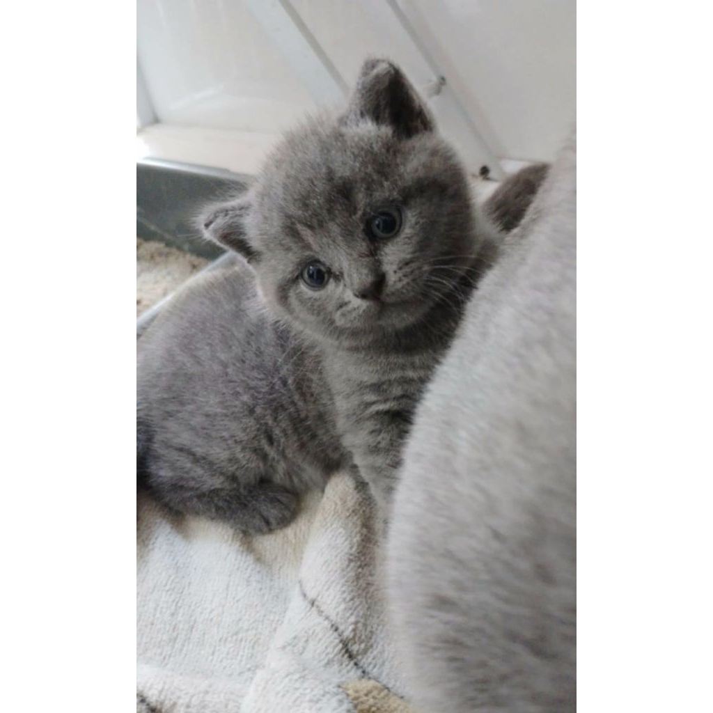 BRITISH SHORT HAIR ANAK KUCING BSH KITTEN