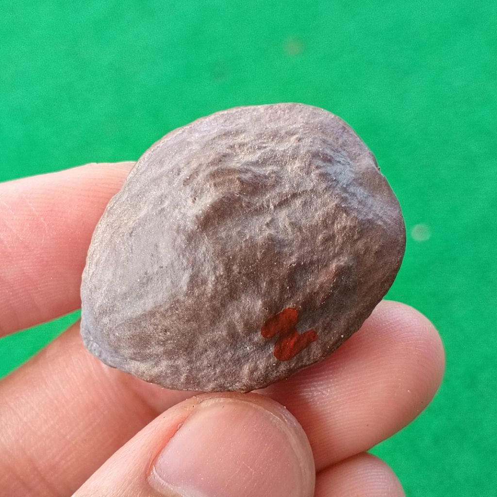 Muncang Adu 4G JR kode 2