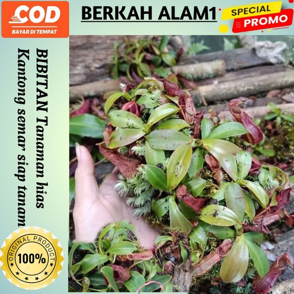 BIBITAN Tanaman Hias Kantong Semar Siap Tanam ( Berkah Alam1 )