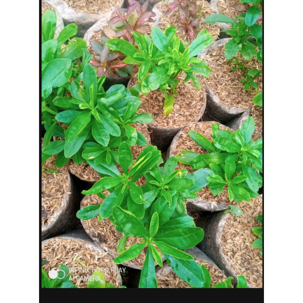 pohon herbal ginseng Jawa tanaman