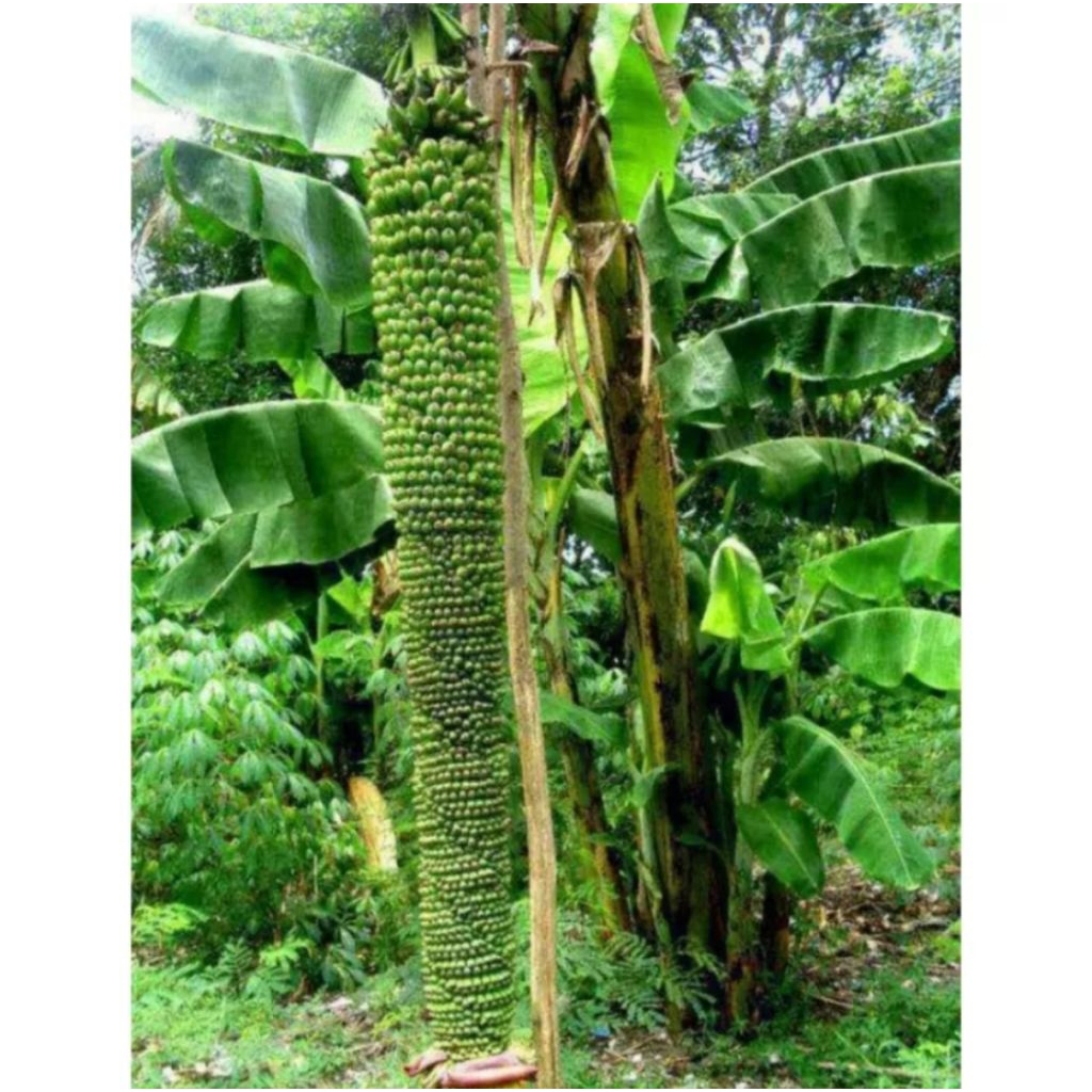 bibit  pisang raja seribu cepat tumbuh super unggul bonggol besar tinggi 40/50cm