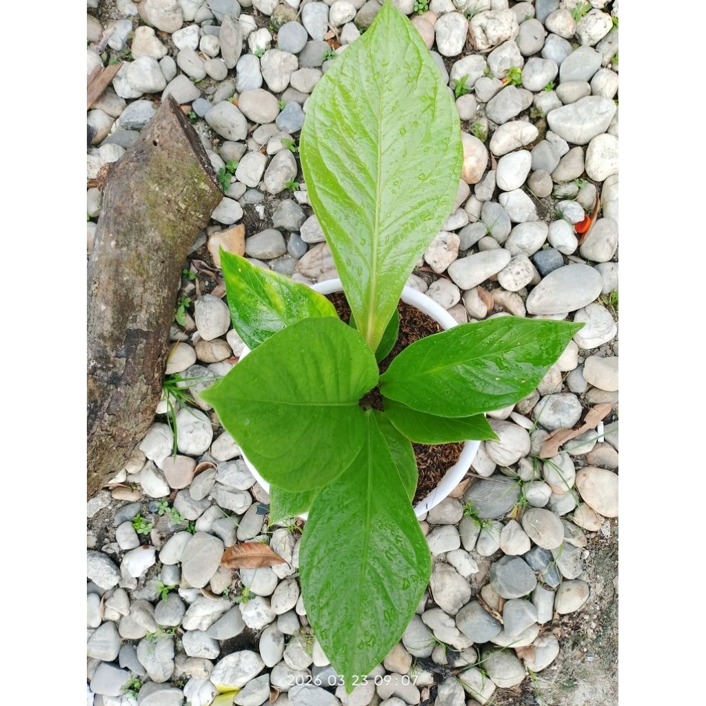 anthurium jemani cobra size besar